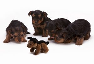 Rottweiler puppies