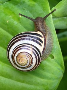 Snail shell